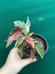 Begonia ‘Ginny Galaxy’