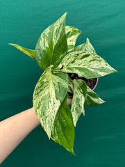Pothos 'Marble Queen'
