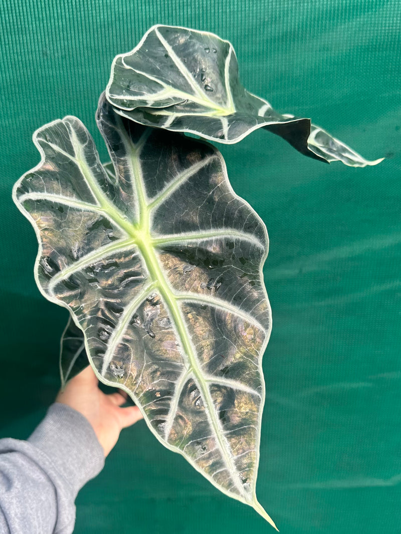 Alocasia ‘Polly’