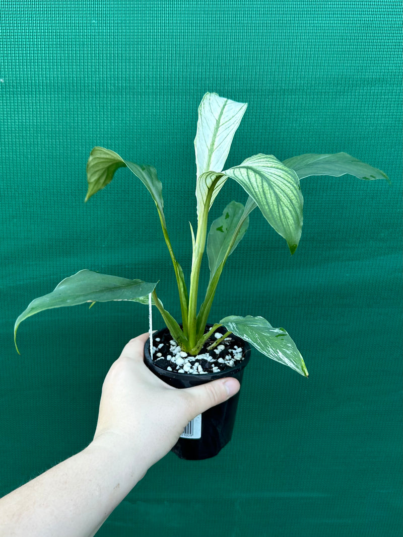 Spathiphyllum ‘Candle Light’