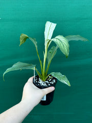 Spathiphyllum ‘Candle Light’