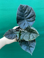 Alocasia Infernalis NEW