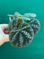 Begonia kui