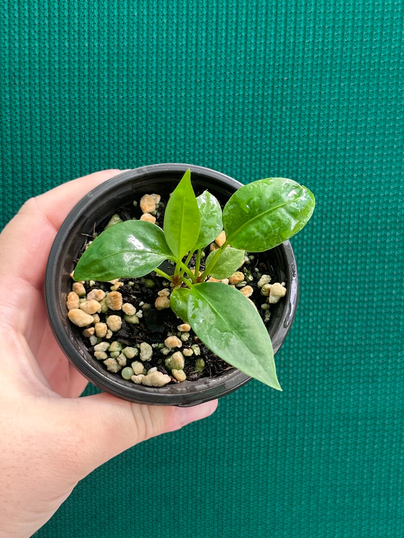 Anthurium ‘Gracile’