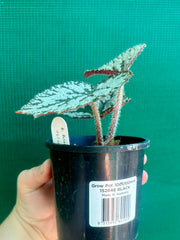 Begonia ‘Polonaise’