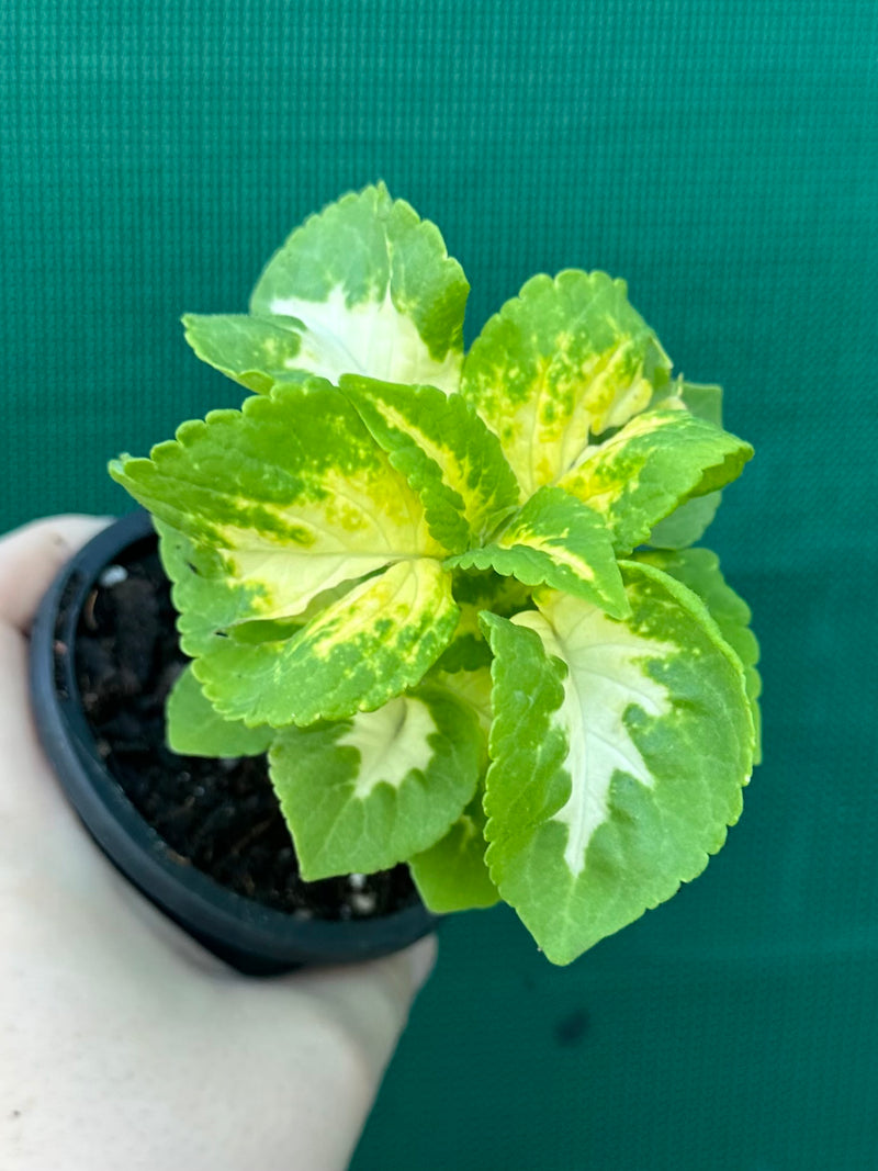 Coleus NOID 4