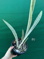 Sansevieria ‘Siam Silver’ NEW