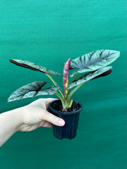 Alocasia ‘Elaine’