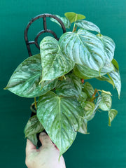 Philodendron sodiroi