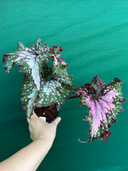 Begonia ‘Wild Fire’