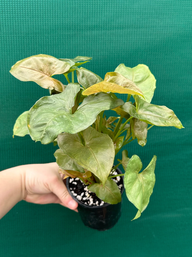 Syngonium 'Berry’