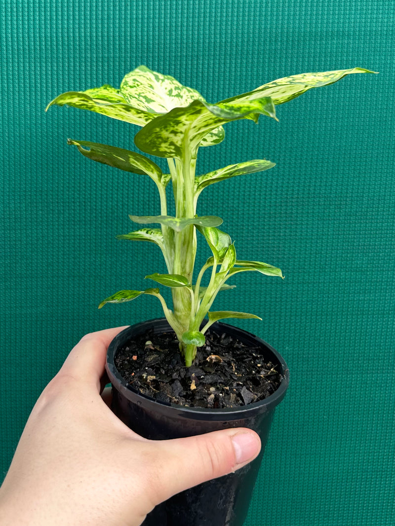 Dieffenbachia 'Amy' NEW
