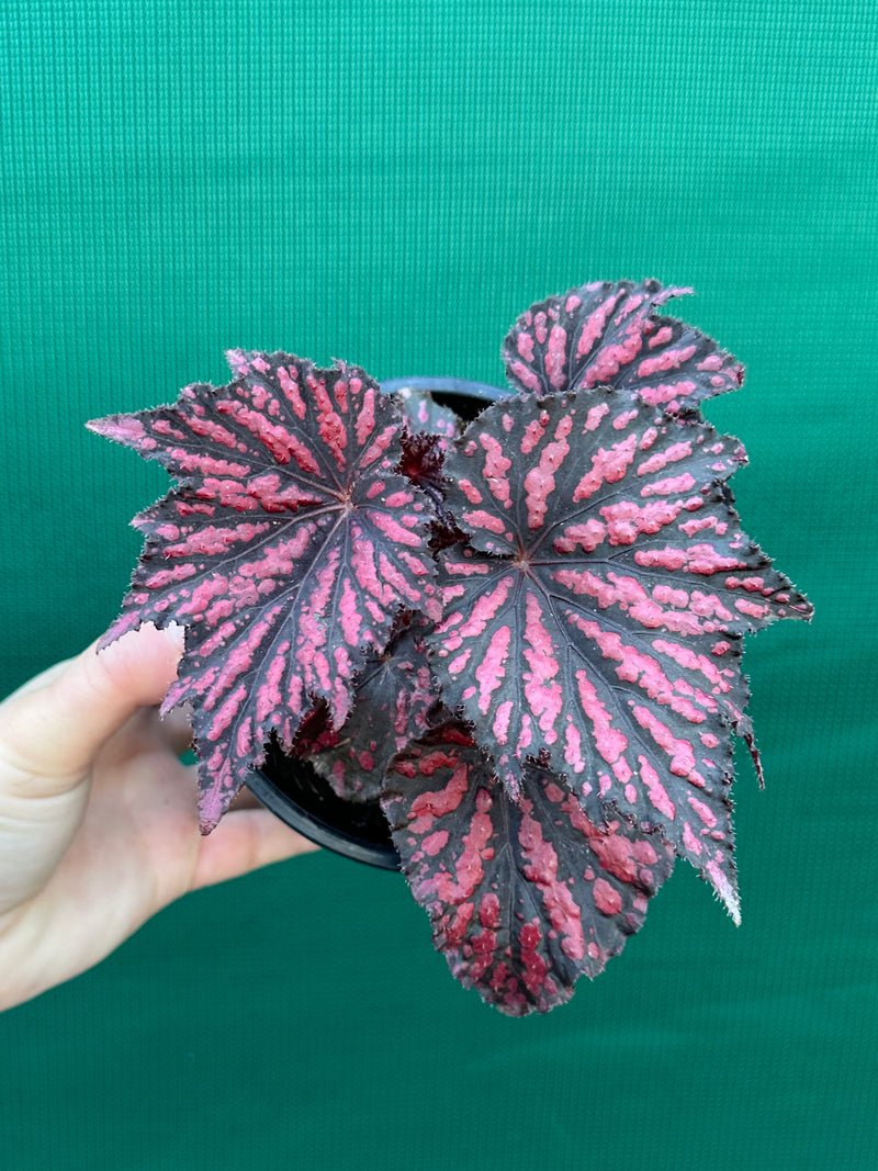 Begonia ‘Bewitch Red Black’ NEW