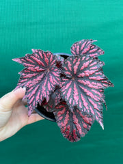 Begonia ‘Bewitch Red Black’ NEW