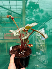 Begonia ‘U400’