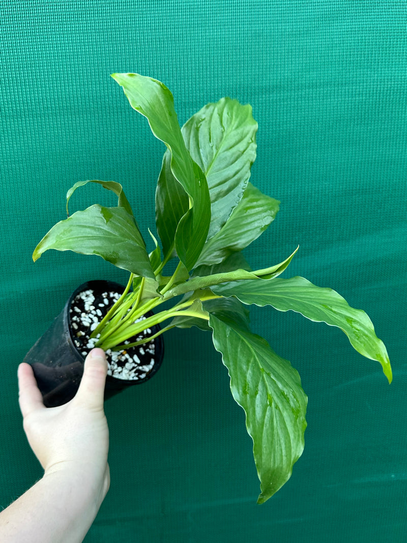 mojo lime peace lily Spathiphyllum 'Peace Lily Mojo'