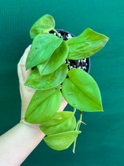 Schindapsus Treubii Moonlight