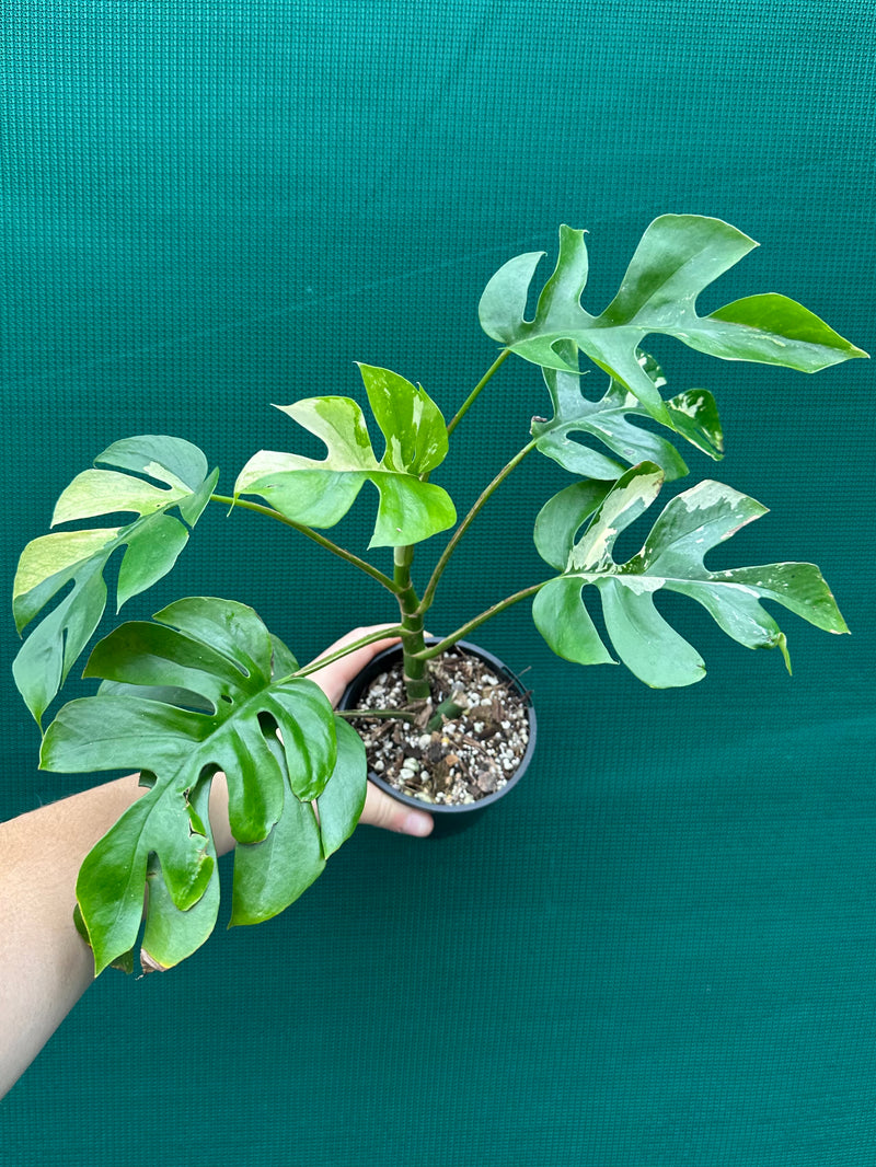 Rhaphidophora Tetrasperma Variegated