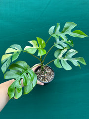 Rhaphidophora Tetrasperma Variegated