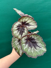 Begonia ‘Her Majesty’