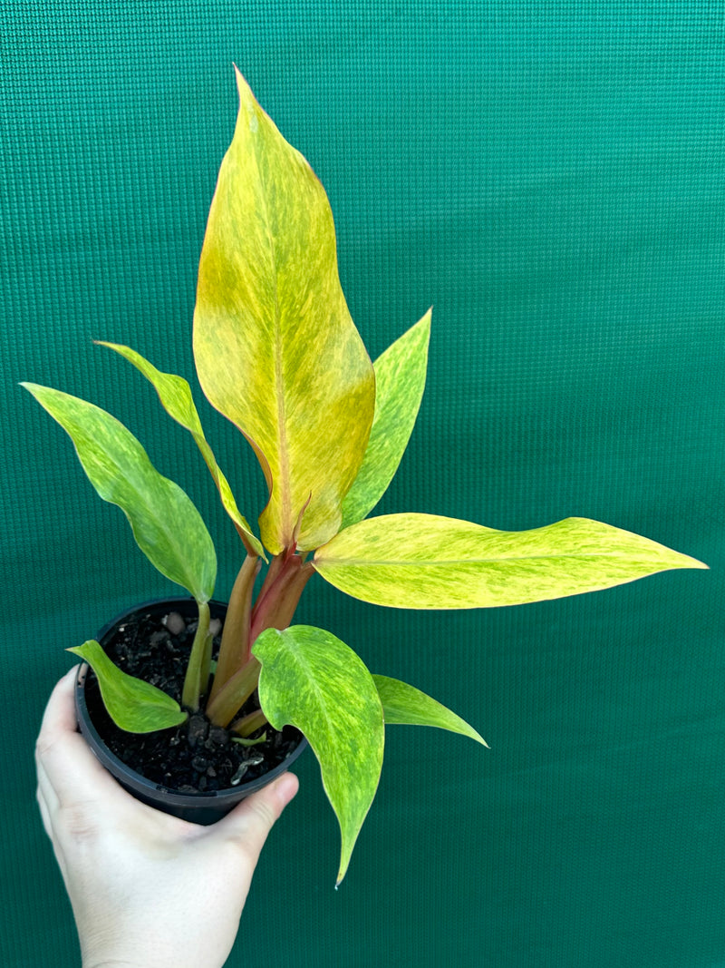 Philodendron ‘Orange Marmalade’ NEW