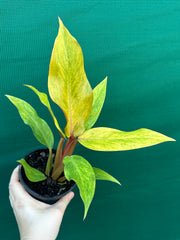 Philodendron ‘Orange Marmalade’ NEW