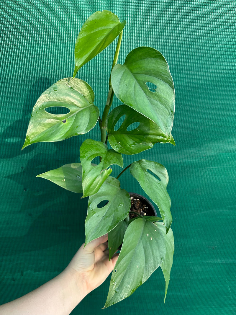 Rhaphidophora Pertusa