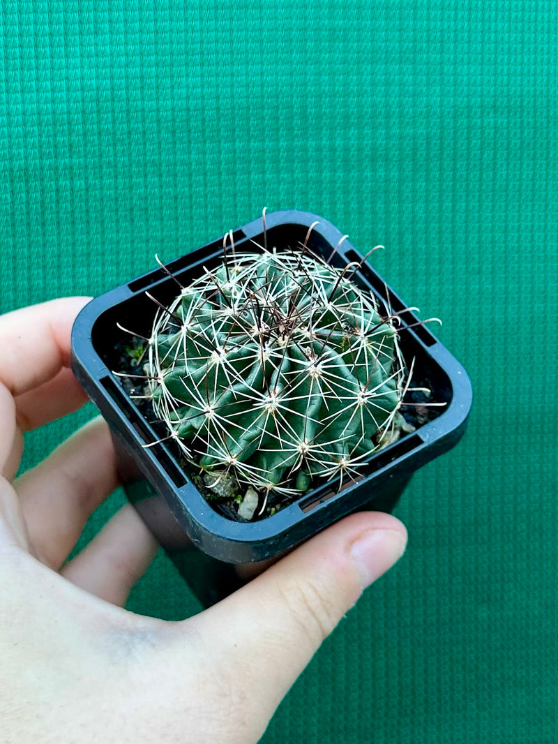 ferocactus hamatacanthus