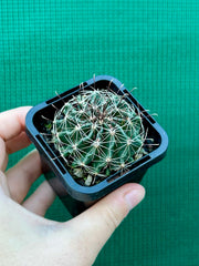 ferocactus hamatacanthus