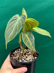 Philodendron ‘Splendid’