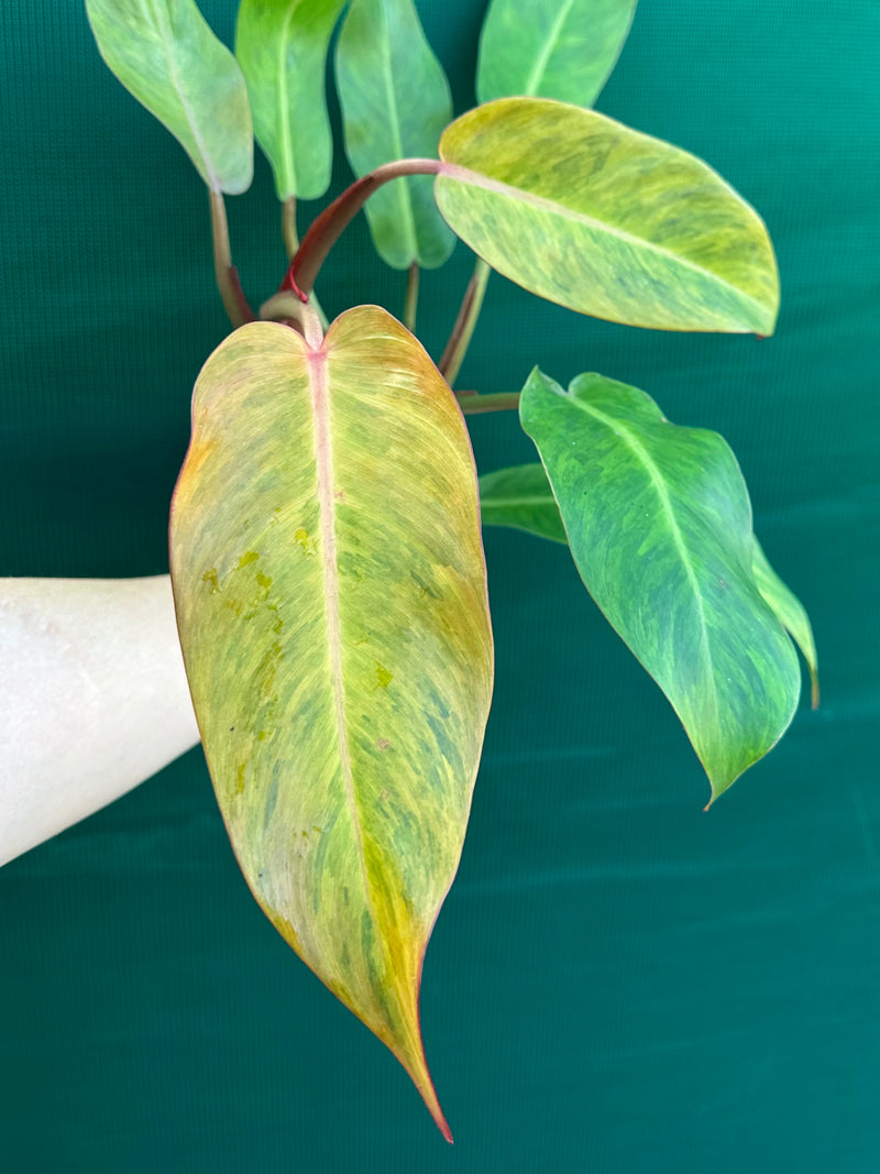 Philodendron ‘Autumn Queen’