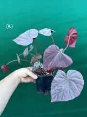Begonia ‘Harmony’s Stormy Sunset’ NEW