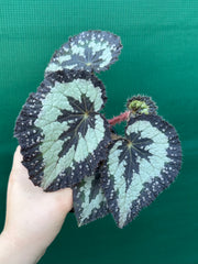 Begonia NOID 14