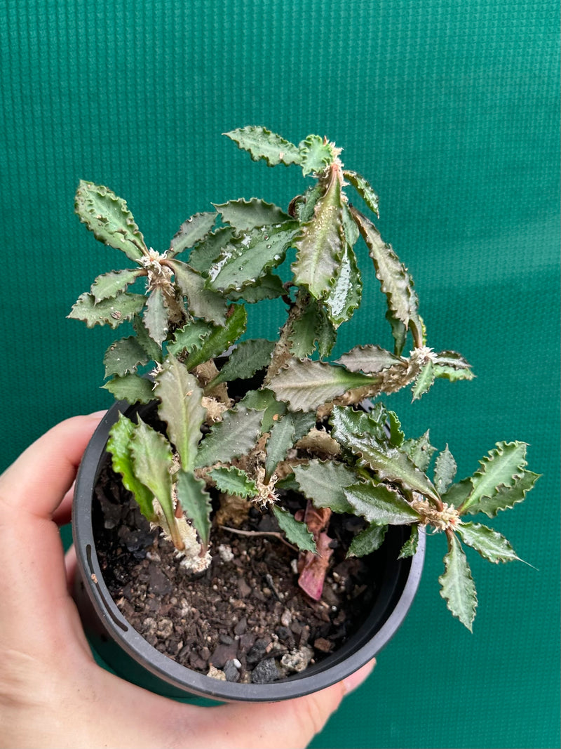 Euphorbia capsaintemariensis NEW