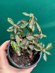 Euphorbia capsaintemariensis NEW