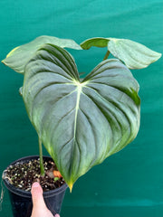 Philodendron ‘Pastazanum’