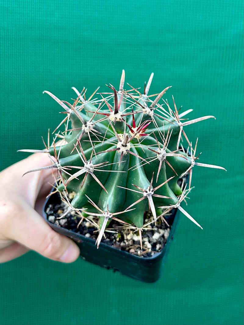 Ferocactus