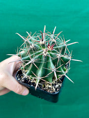 Ferocactus
