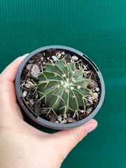 Parodia unknown