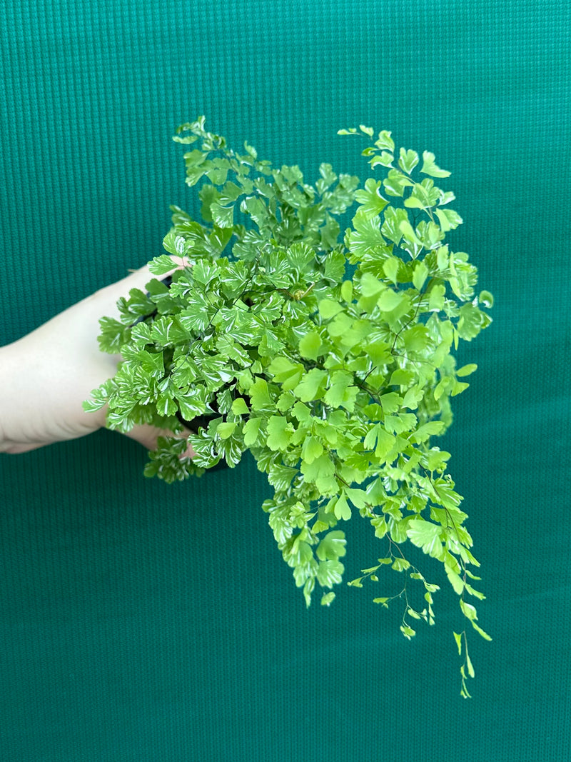 Adiantum ‘Maidenhair Fern Variegated’ NEW