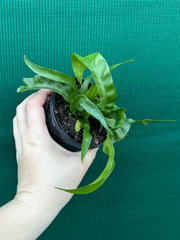 Asplenium ‘Hurricane’ NEW