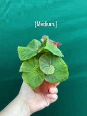 Begonia ‘Elsie Zilm’ NEW
