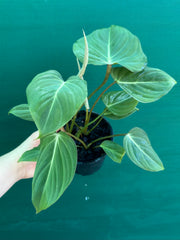 Philodendron ‘Gloriosum’