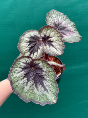 Begonia ‘Her Majesty’