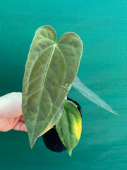 Anthurium ‘Jessica Rabit’ x Papx  NEW