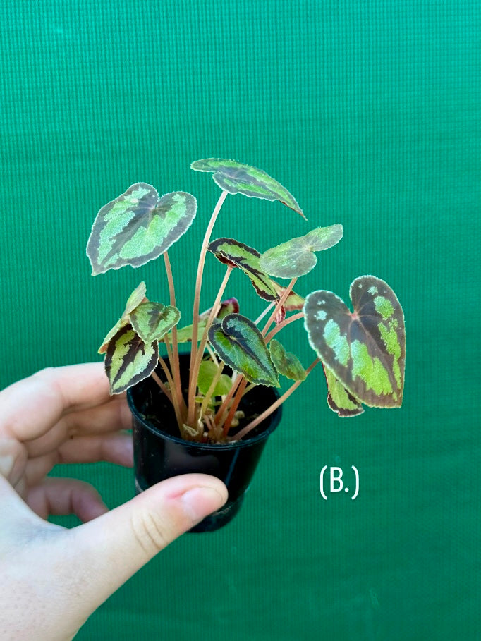 Begonia Dinhdui