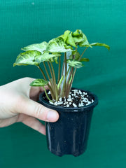 Syngonium 'Pixie'