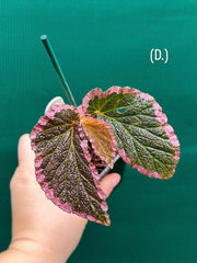 Begonia fulvovillosa (U012) NEW