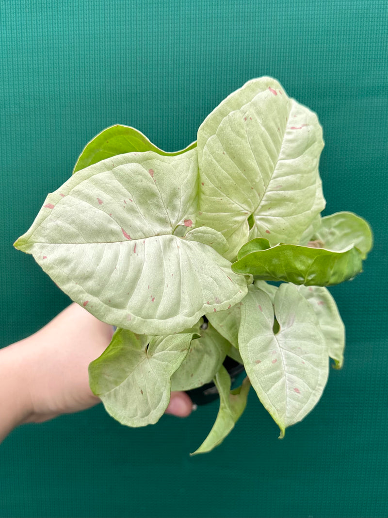 Syngonium ‘Confetti’