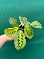 Maranta ‘Lemon Lime’ NEW